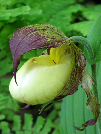 The ladyslipper is a native Ozark wildflower that blooms mid-spring. We rescued this plant from a small colony chewed to the ground and moved it years ago to our garden.